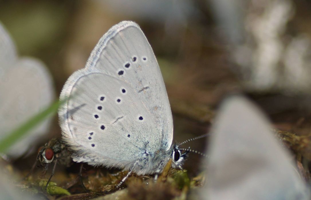 conferma lepidotteri dalla Svizzera